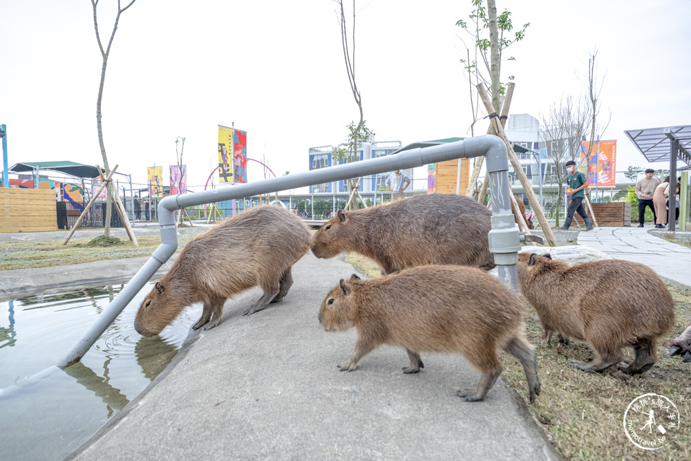 宜蘭冬山景點|星夢森林劇場-可愛動物園地|水豚家族.小鹿.小羊.羊駝零距離體驗|天使星夢渡假村旁(營業時間.交通停車.門票資訊)