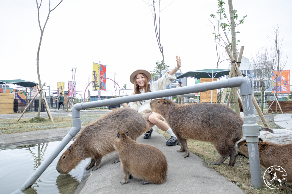 宜蘭冬山景點|星夢森林劇場-可愛動物園地|水豚家族.小鹿.小羊.羊駝零距離體驗|天使星夢渡假村旁(營業時間.交通停車.門票資訊)