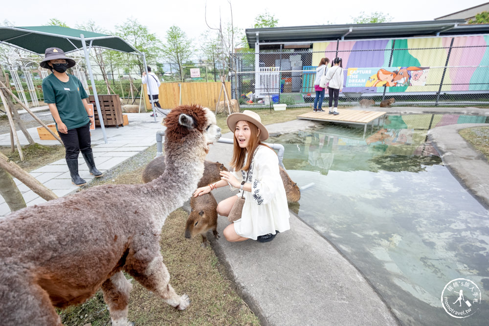 宜蘭冬山景點|星夢森林劇場-可愛動物園地|水豚家族.小鹿.小羊.羊駝零距離體驗|天使星夢渡假村旁(營業時間.交通停車.門票資訊)