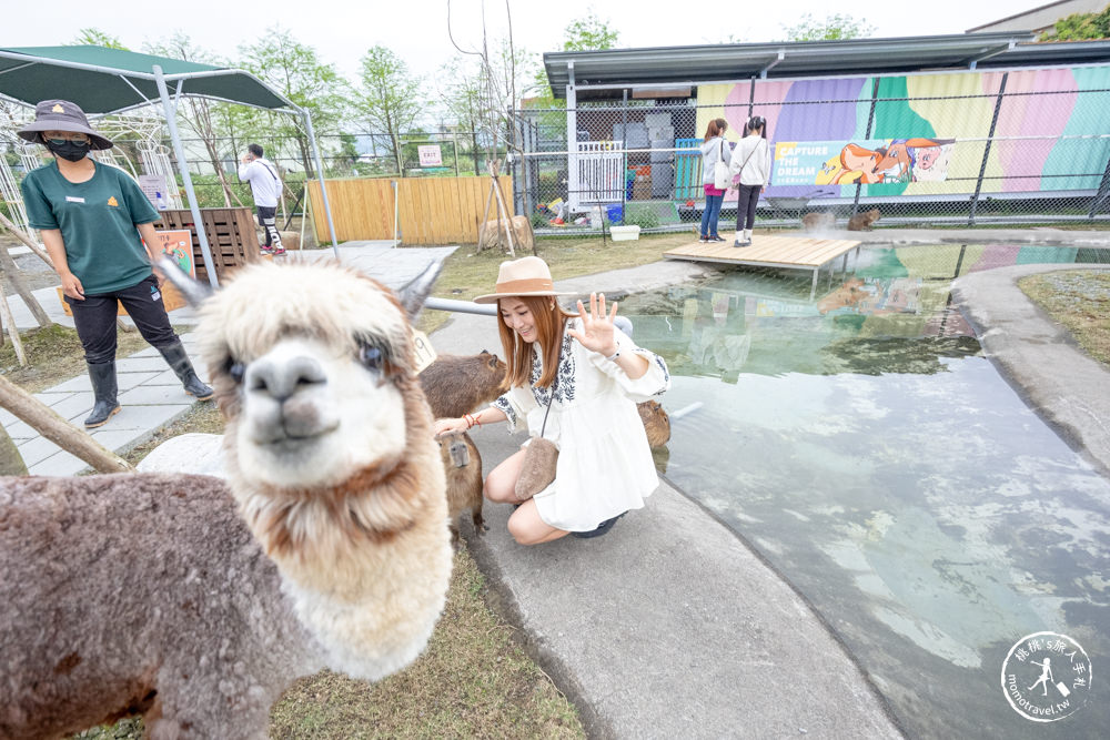 宜蘭冬山景點|星夢森林劇場-可愛動物園地|水豚家族.小鹿.小羊.羊駝零距離體驗|天使星夢渡假村旁(營業時間.交通停車.門票資訊)