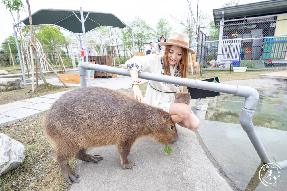 宜蘭冬山景點|星夢森林劇場-可愛動物園地|水豚家族.小鹿.小羊.羊駝零距離體驗|天使星夢渡假村旁(營業時間.交通停車.門票資訊)