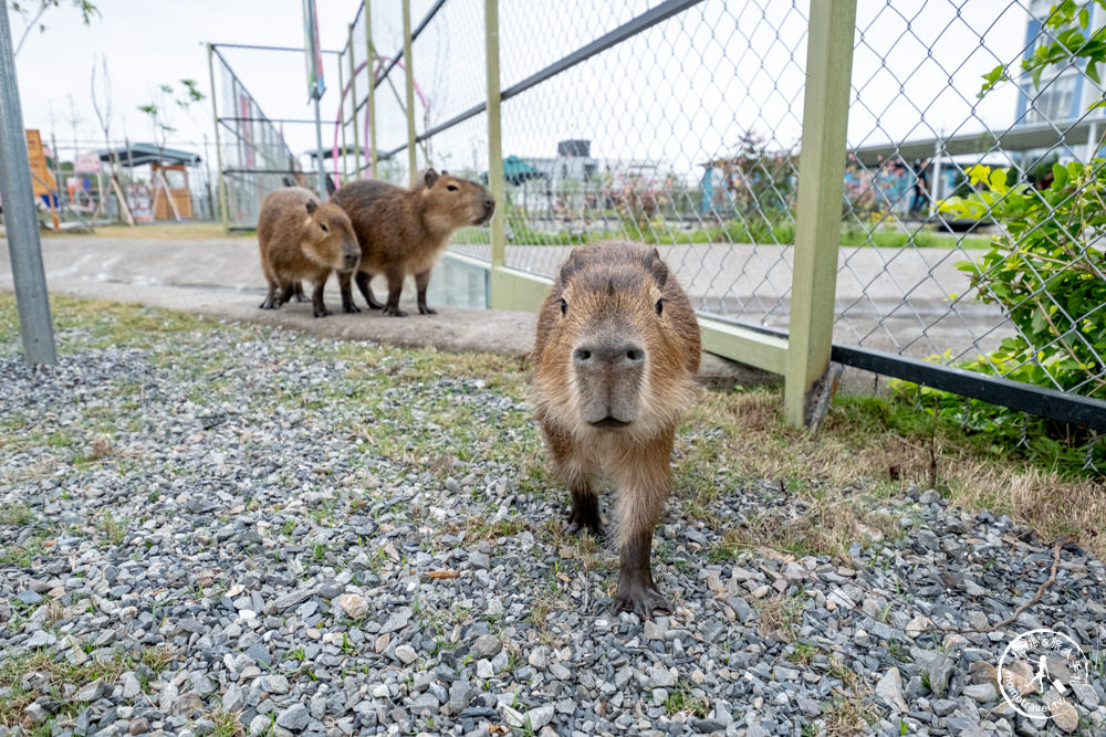 宜蘭冬山景點|星夢森林劇場-可愛動物園地|水豚家族.小鹿.小羊.羊駝零距離體驗|天使星夢渡假村旁(營業時間.交通停車.門票資訊)