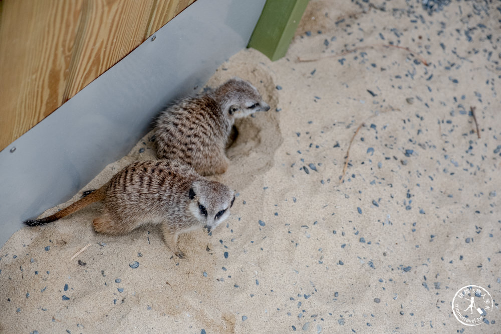 宜蘭冬山景點|星夢森林劇場-可愛動物園地|水豚家族.小鹿.小羊.羊駝零距離體驗|天使星夢渡假村旁(營業時間.交通停車.門票資訊)