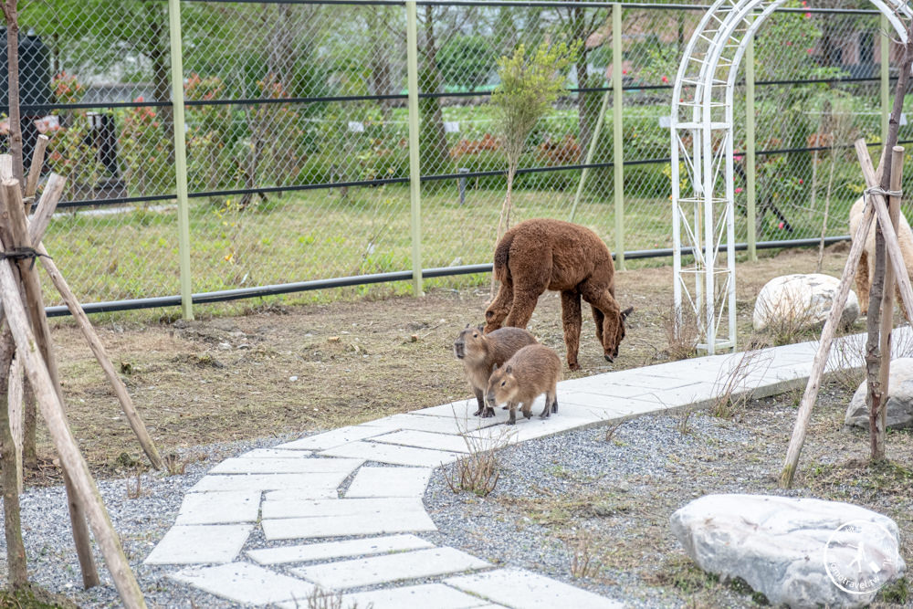 宜蘭冬山景點|星夢森林劇場-可愛動物園地|水豚家族.小鹿.小羊.羊駝零距離體驗|天使星夢渡假村旁(營業時間.交通停車.門票資訊)