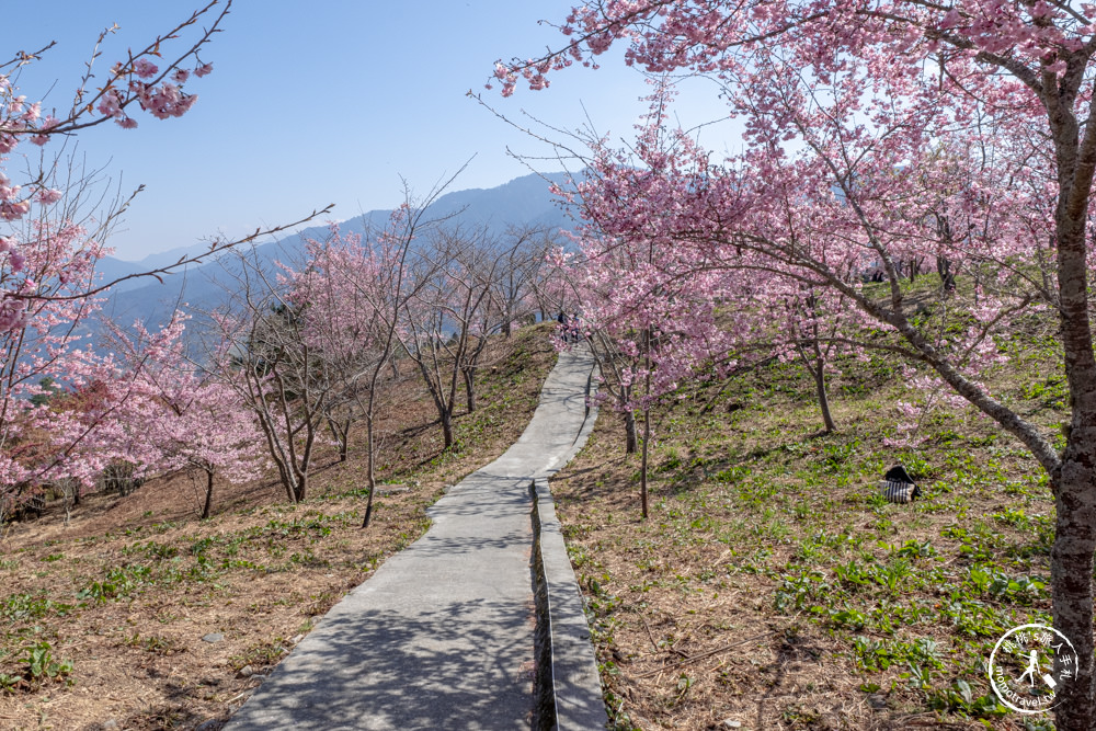 台中和平景點|福壽山農場千櫻園|櫻花季開放時間.最新賞櫻花況.門票停車.交通管制