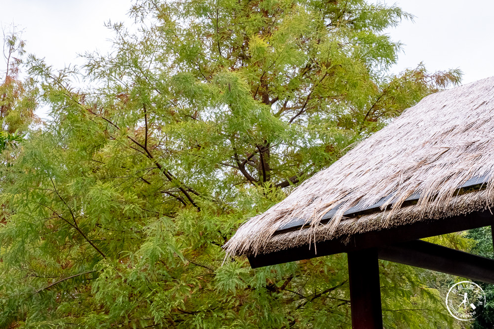 台北士林景點|原住民文化主題公園|忘憂湖畔落羽松秘境