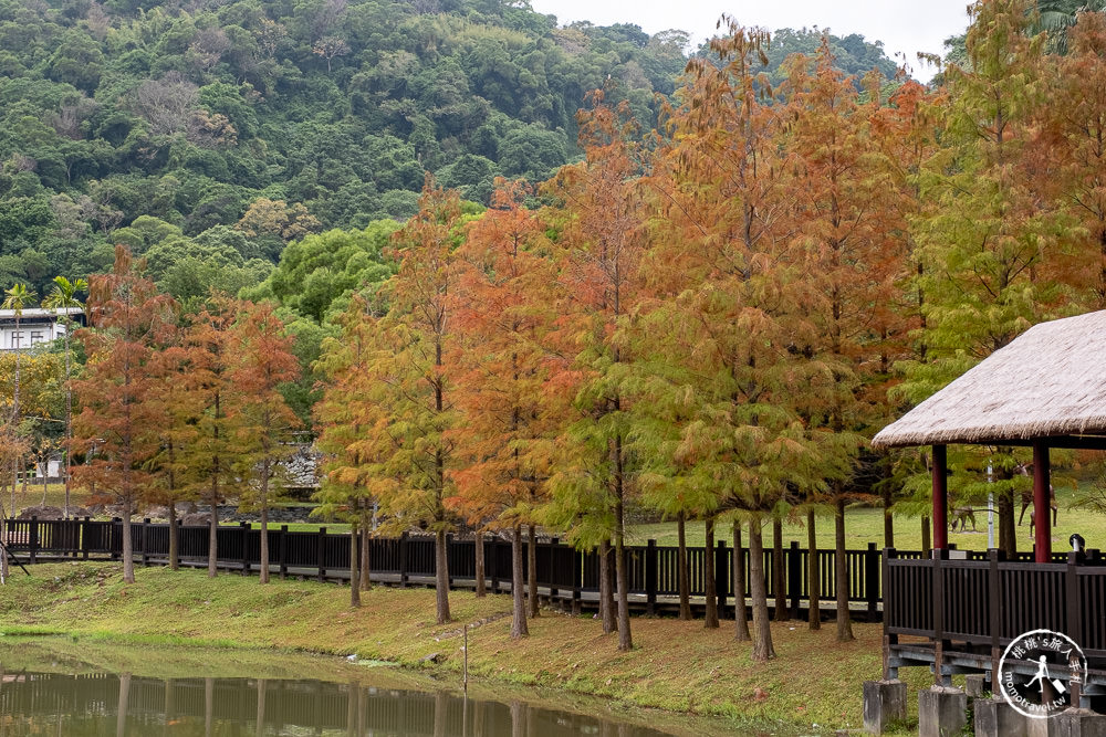 台北士林景點|原住民文化主題公園|忘憂湖畔落羽松秘境