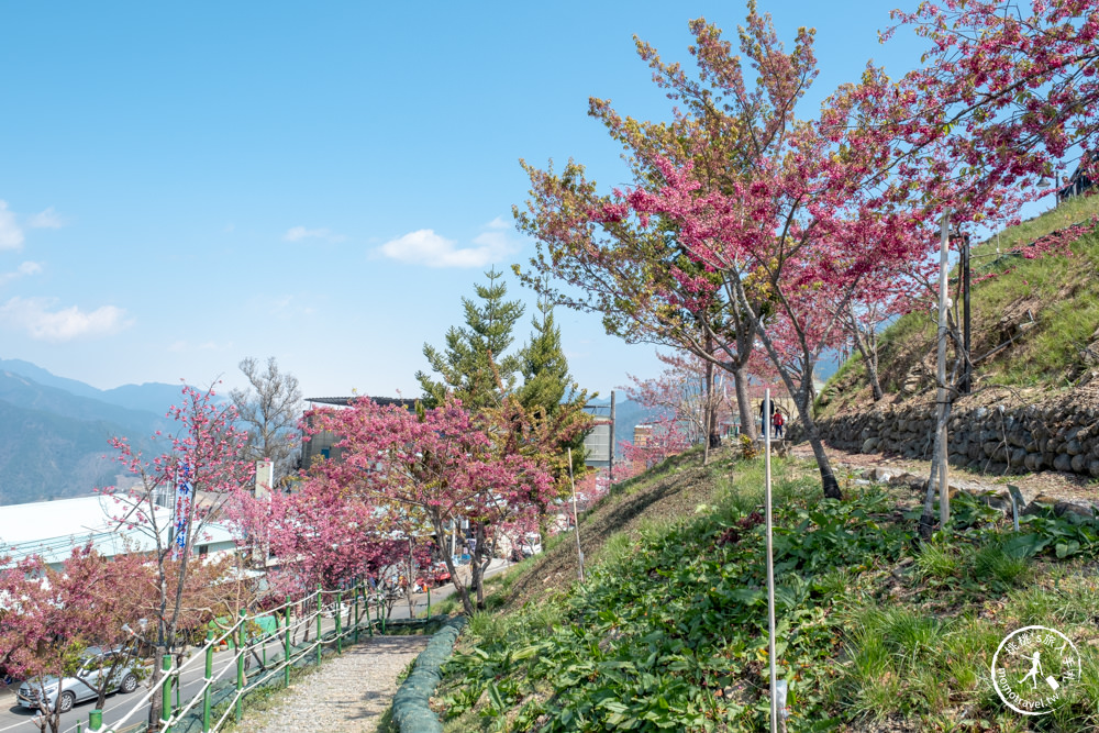 台中和平景點|梨山Mqoyat日出幸福-櫻緣丘(免門票)|福壽山千櫻園周邊賞櫻秘境再一個!!! 最新花況.交通.開放時間