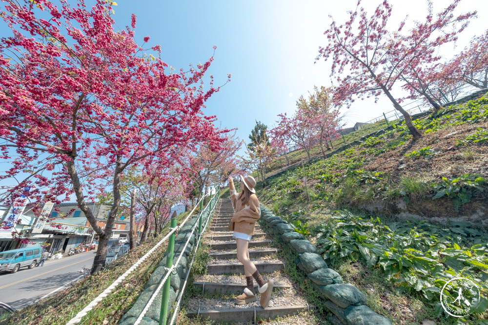 台中和平景點|梨山Mqoyat日出幸福-櫻緣丘(免門票)|福壽山千櫻園周邊賞櫻秘境再一個!!! 最新花況.交通.開放時間