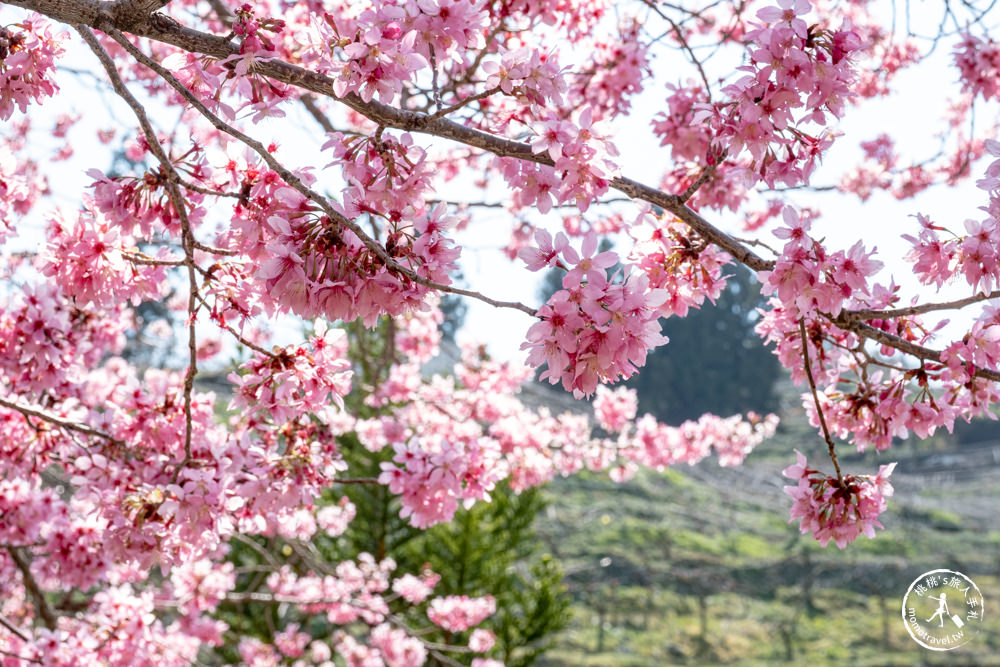 台中和平景點|梨山Mqoyat日出幸福-櫻緣丘(免門票)|福壽山千櫻園周邊賞櫻秘境再一個!!! 最新花況.交通.開放時間