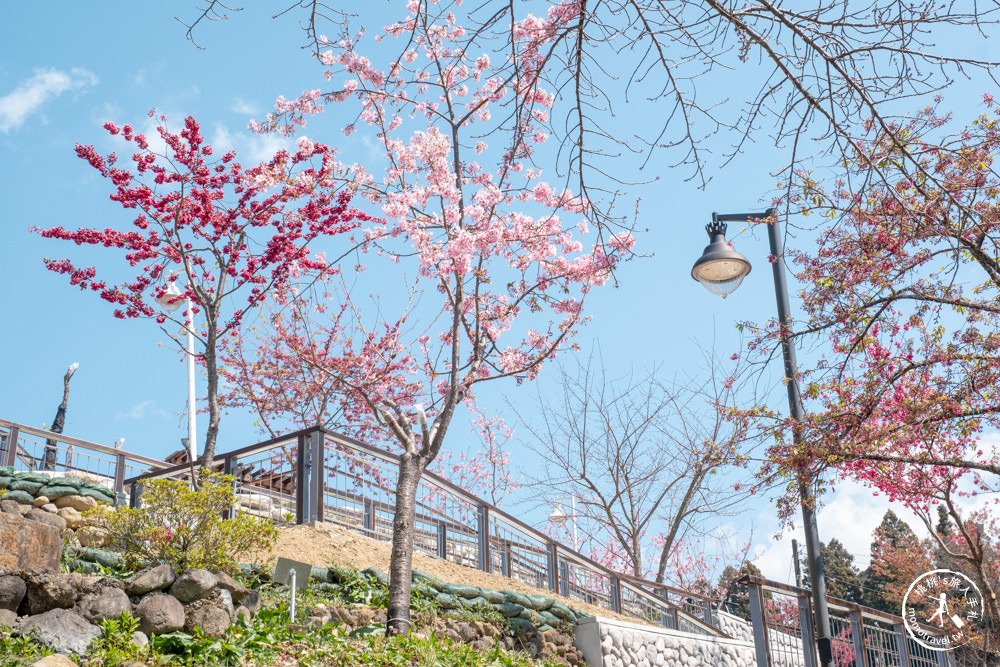 台中和平景點|梨山Mqoyat日出幸福-櫻緣丘(免門票)|福壽山千櫻園周邊賞櫻秘境再一個!!! 最新花況.交通.開放時間