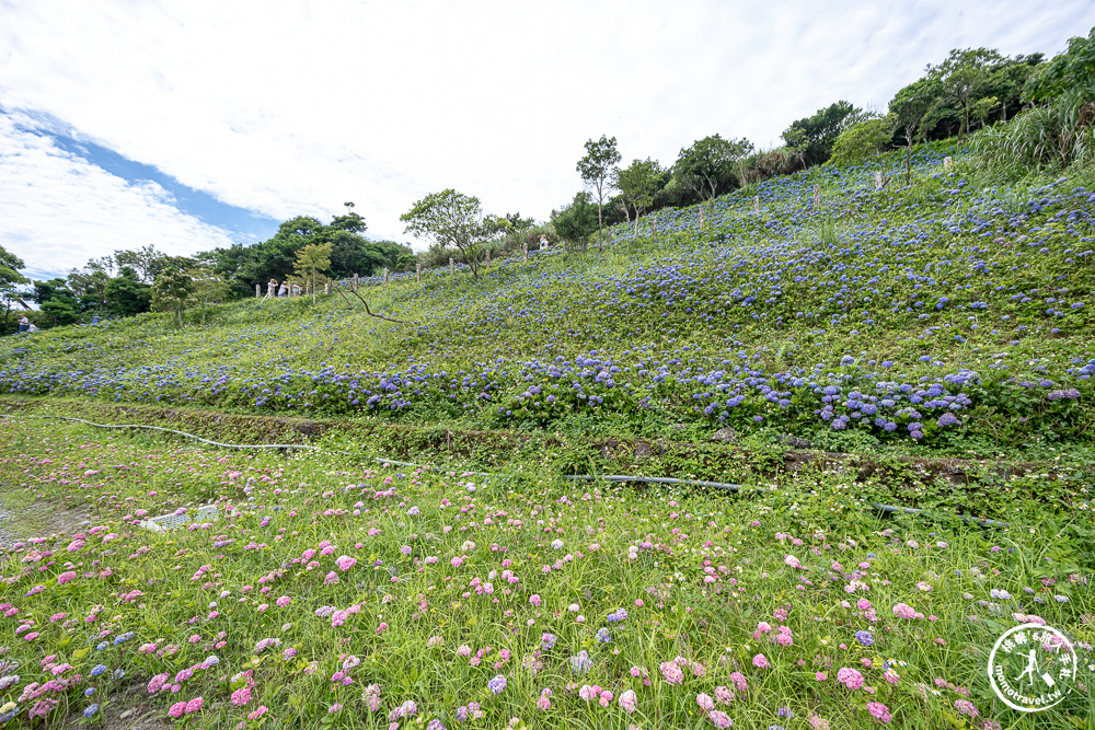 繡球花景點|石牌縣界公園(免門票)-免費繡球花秘境,北宜公路最美中繼站,還能遠眺龜山島、蘭陽平原美景 繡球花景點|石牌縣界公園(免門票)-免費繡球花秘境,北宜公路最美中繼站,還能遠眺龜山島、蘭陽平原美景