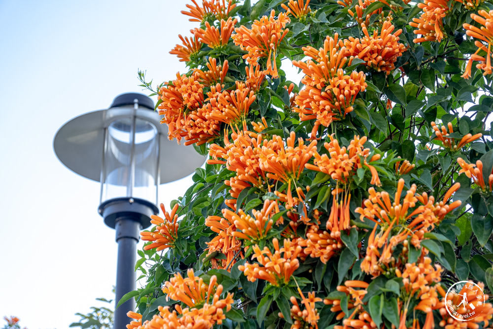 新北鶯歌景點|鶯歌永吉公園 櫻花+炮仗花 接力綻放|花期花況.交通停車.捷運永吉公園站