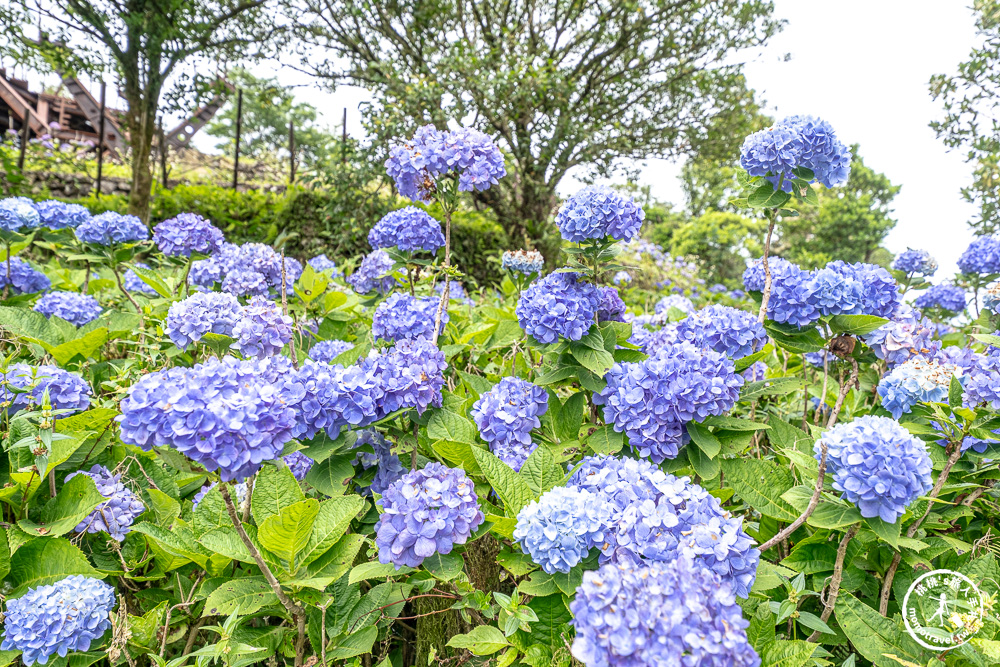 繡球花景點|石牌縣界公園(免門票)-免費繡球花秘境,北宜公路最美中繼站,還能遠眺龜山島、蘭陽平原美景 繡球花景點|石牌縣界公園(免門票)-免費繡球花秘境,北宜公路最美中繼站,還能遠眺龜山島、蘭陽平原美景