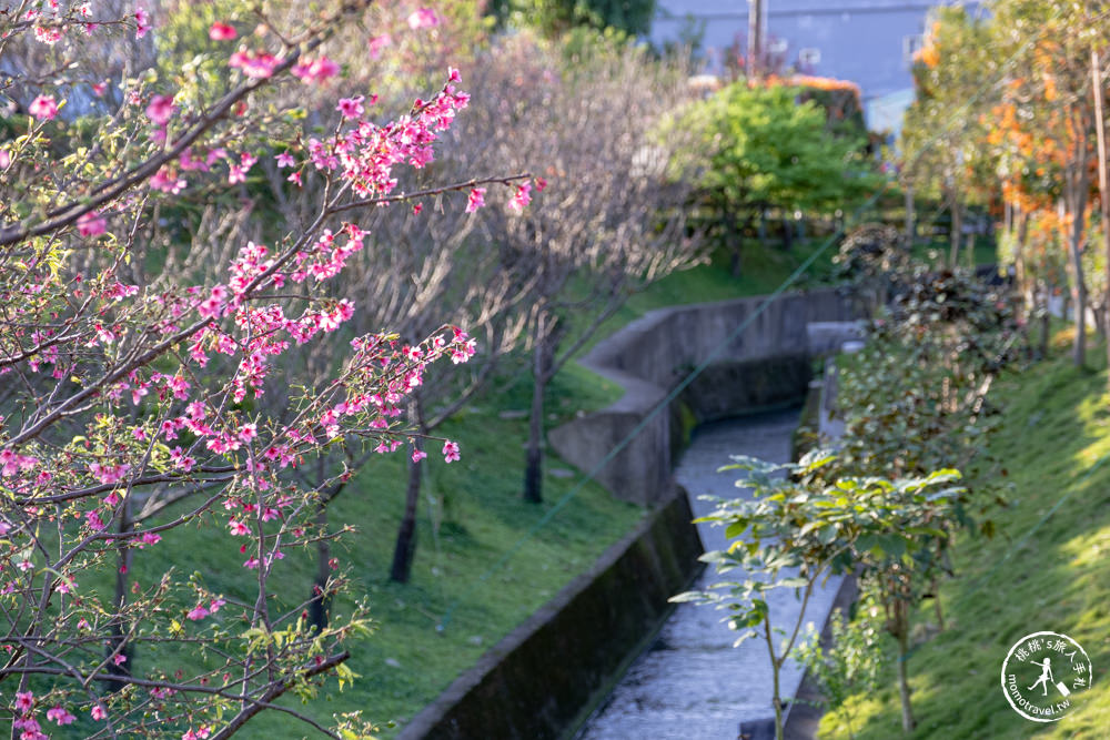 新北鶯歌景點|鶯歌永吉公園 櫻花+炮仗花 接力綻放|花期花況.交通停車.捷運永吉公園站