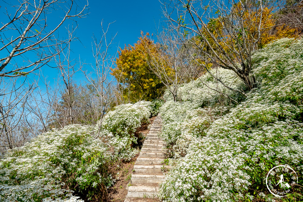 台中新社景點》沐心泉休閒農場│初冬季節限定 白雪木.黃金楓隧道│門票票價.火鍋菜單.交通地圖