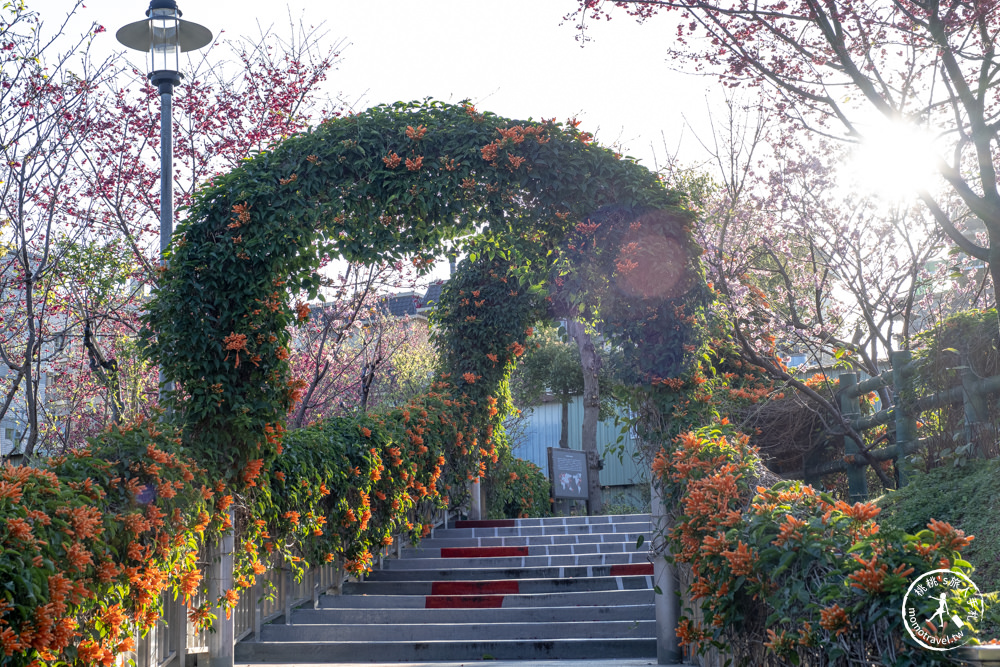 新北鶯歌景點|鶯歌永吉公園 櫻花+炮仗花 接力綻放|花期花況.交通停車.捷運永吉公園站