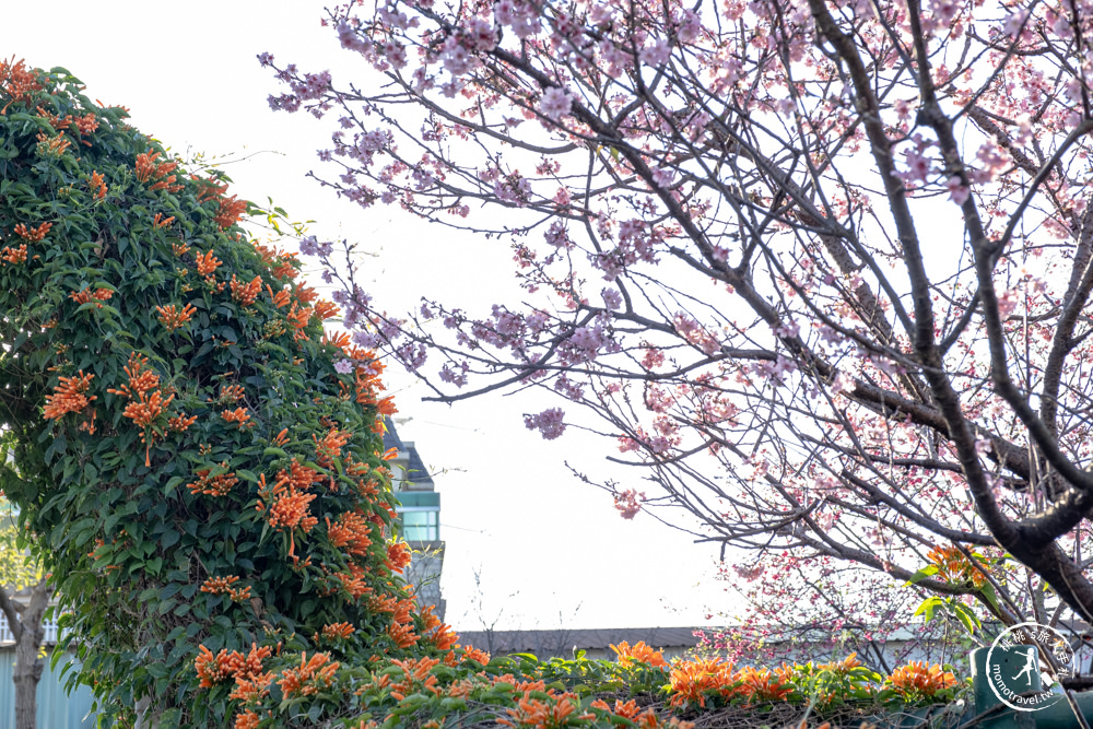 新北鶯歌景點|鶯歌永吉公園 櫻花+炮仗花 接力綻放|花期花況.交通停車.捷運永吉公園站