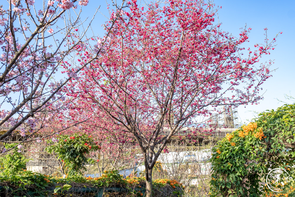 新北鶯歌景點|鶯歌永吉公園 櫻花+炮仗花 接力綻放|花期花況.交通停車.捷運永吉公園站