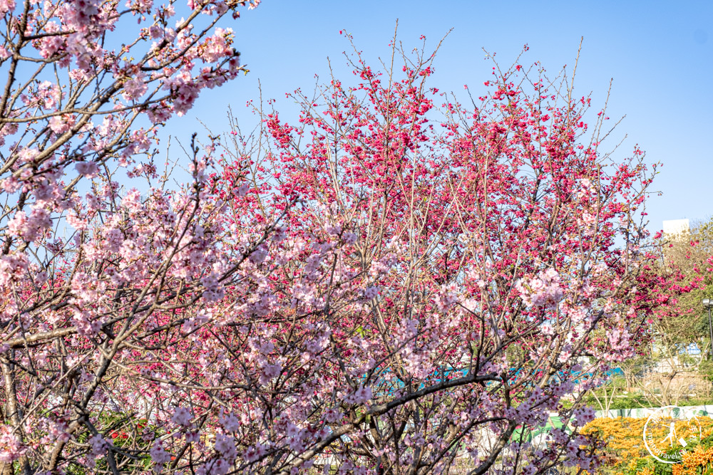 新北鶯歌景點|鶯歌永吉公園 櫻花+炮仗花 接力綻放|花期花況.交通停車.捷運永吉公園站