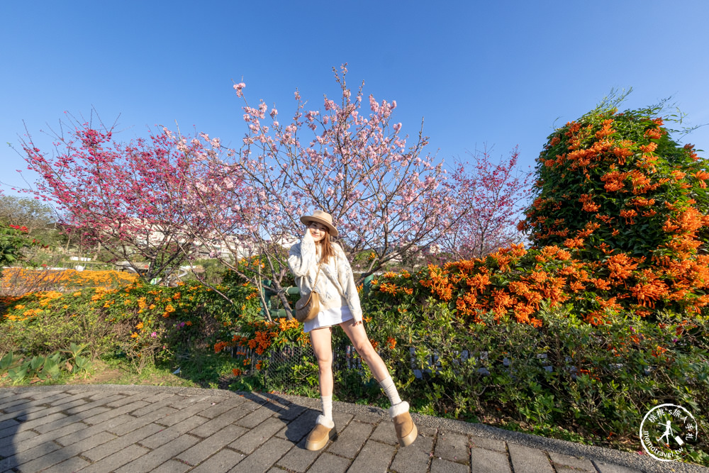 新北鶯歌景點|鶯歌永吉公園 櫻花+炮仗花 接力綻放|花期花況.交通停車.捷運永吉公園站