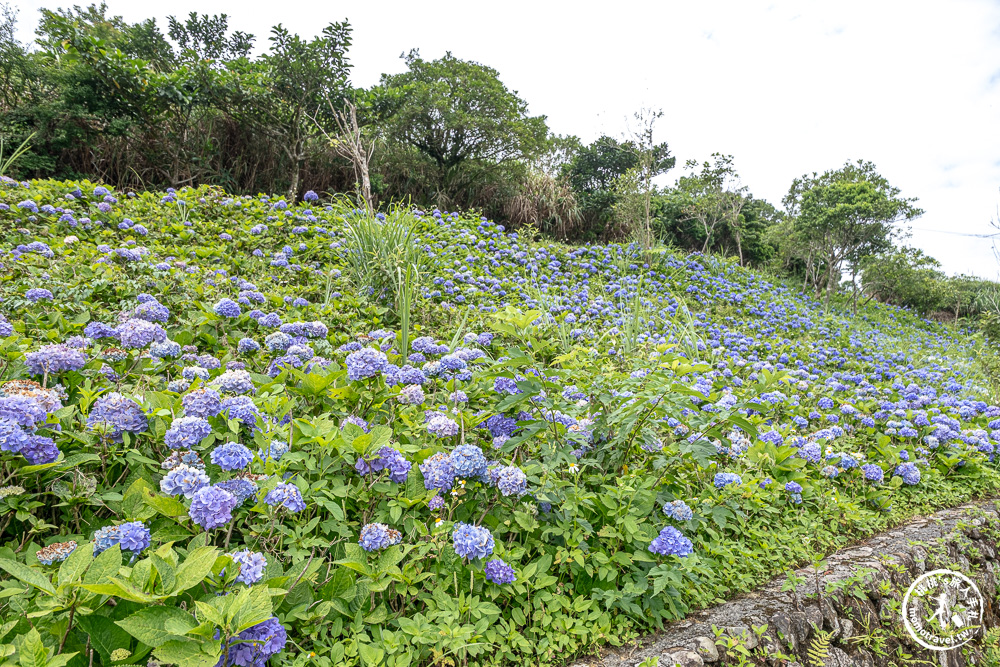 繡球花景點|石牌縣界公園(免門票)-免費繡球花秘境,北宜公路最美中繼站,還能遠眺龜山島、蘭陽平原美景 繡球花景點|石牌縣界公園(免門票)-免費繡球花秘境,北宜公路最美中繼站,還能遠眺龜山島、蘭陽平原美景