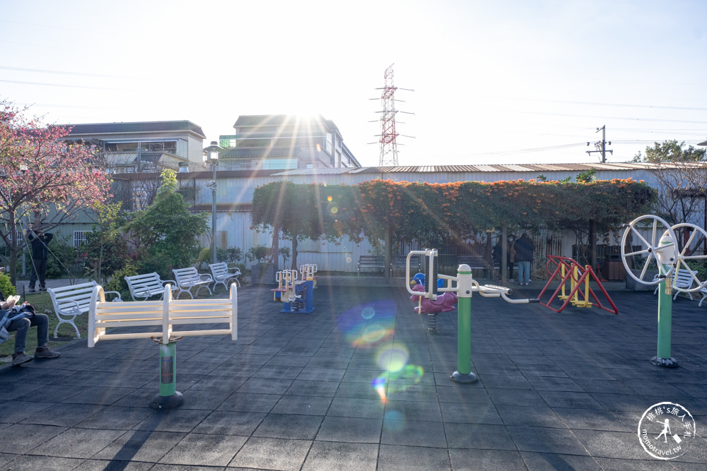 新北鶯歌景點|鶯歌永吉公園 櫻花+炮仗花 接力綻放|花期花況.交通停車.捷運永吉公園站