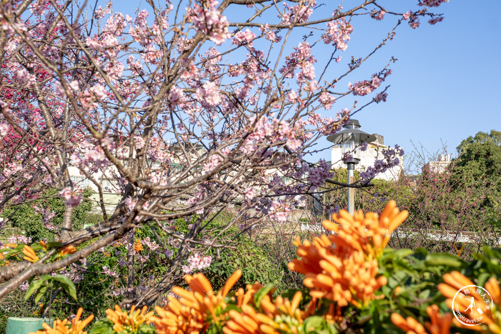 新北鶯歌景點|鶯歌永吉公園 櫻花+炮仗花 接力綻放|花期花況.交通停車.捷運永吉公園站