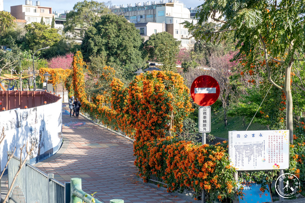 新北鶯歌景點|鶯歌永吉公園 櫻花+炮仗花 接力綻放|花期花況.交通停車.捷運永吉公園站