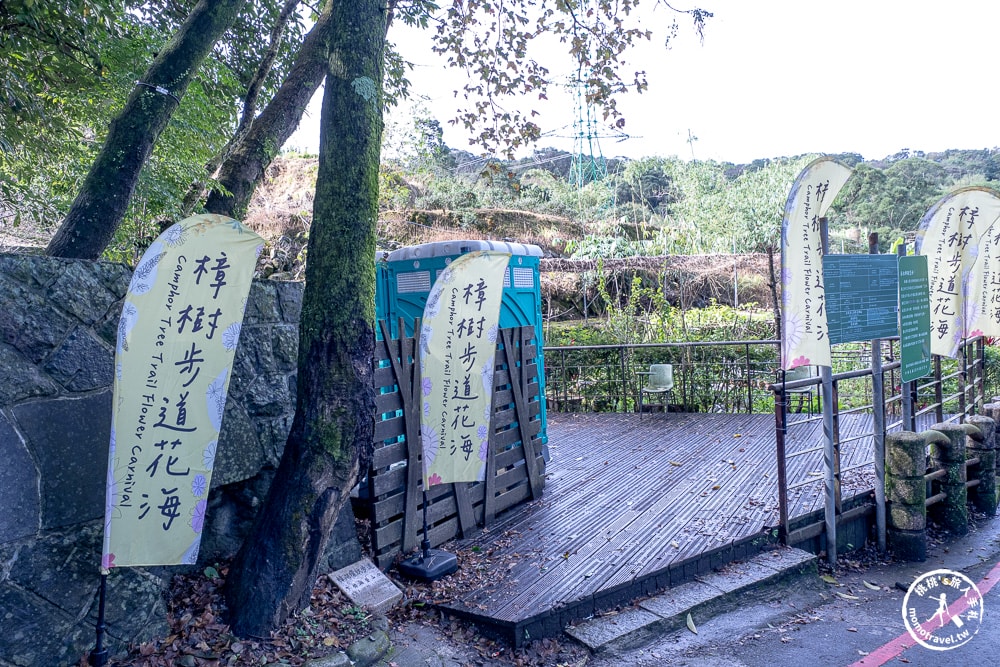 台北景點|貓空魯冰花海(免門票)樟樹步道藏金色花田+櫻花秘境