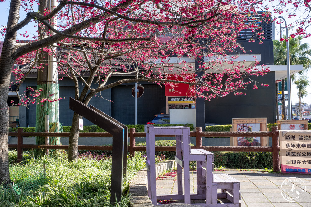 桃園中壢景點|莒光環保公園 櫻花盛開時|八重櫻花況花期.交通停車介紹