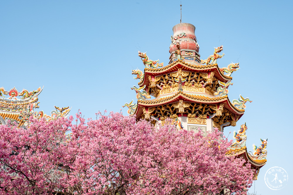 新北林口|竹林山觀音寺櫻花景點|在華麗廟宇建築與庭園中漫步賞櫻|很靈驗香火鼎盛