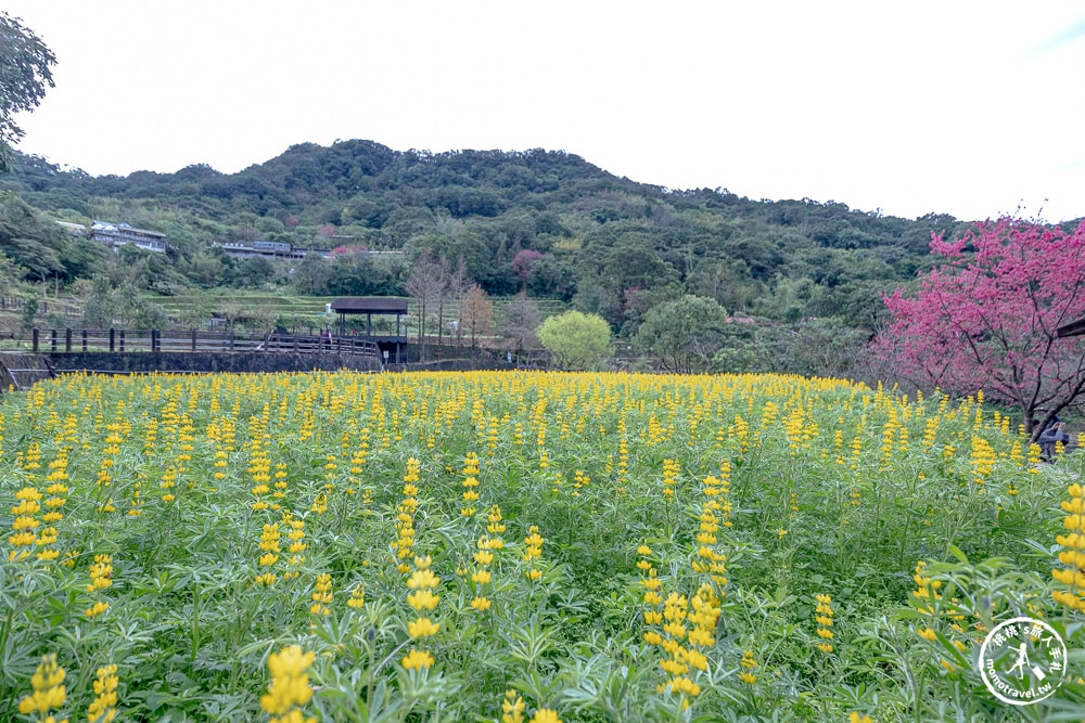 台北景點|貓空魯冰花海(免門票)樟樹步道藏金色花田+櫻花秘境