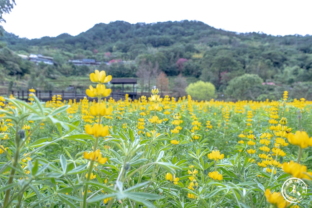 台北景點|貓空魯冰花海(免門票)樟樹步道藏金色花田+櫻花秘境