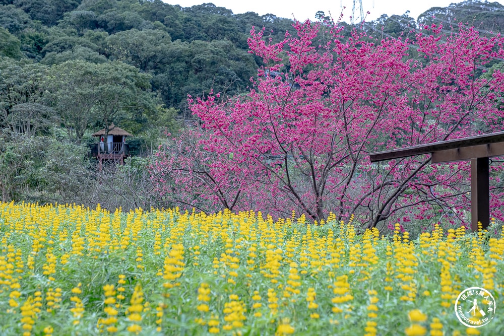 台北景點|貓空魯冰花海(免門票)樟樹步道藏金色花田+櫻花秘境