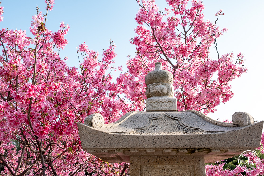 新北林口|竹林山觀音寺櫻花景點|在華麗廟宇建築與庭園中漫步賞櫻|很靈驗香火鼎盛