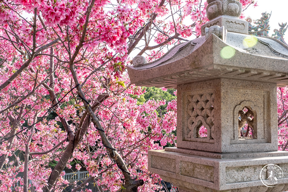 新北林口|竹林山觀音寺櫻花景點|在華麗廟宇建築與庭園中漫步賞櫻|很靈驗香火鼎盛