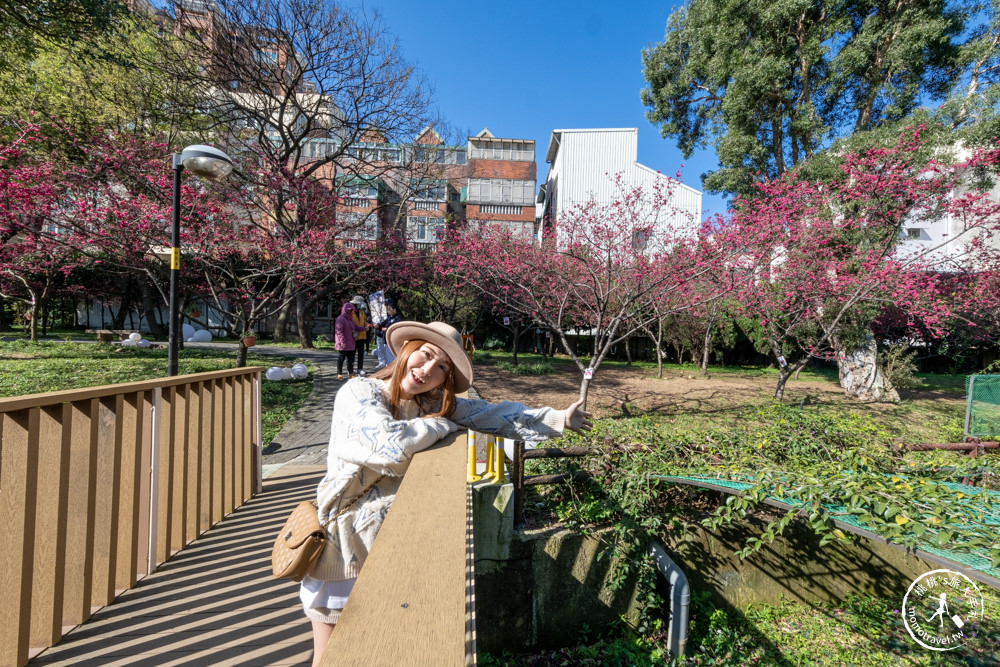 桃園中壢景點|莒光環保公園 櫻花盛開時|八重櫻花況花期.交通停車介紹