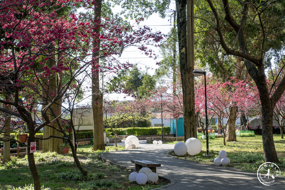 桃園中壢景點|莒光環保公園 櫻花盛開時|八重櫻花況花期.交通停車介紹