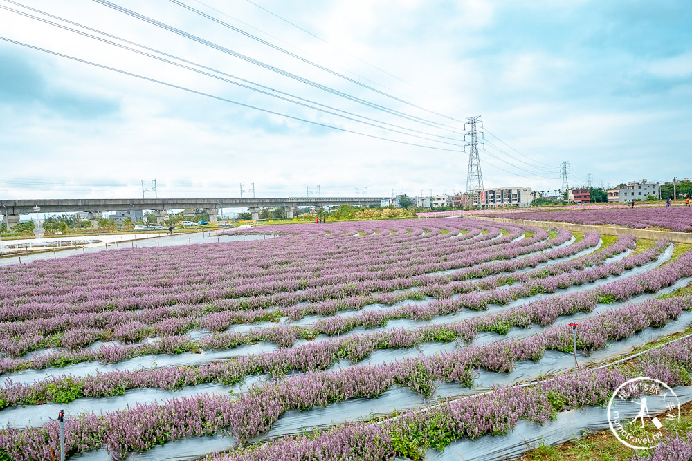 2020桃園仙草花節》楊梅仙草花海.開放時間日期.交通停車接駁車.賞花重點拍照介紹