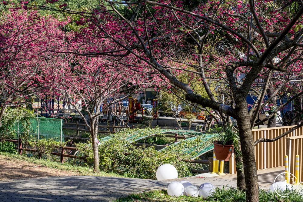 桃園中壢景點|莒光環保公園 櫻花盛開時|八重櫻花況花期.交通停車介紹