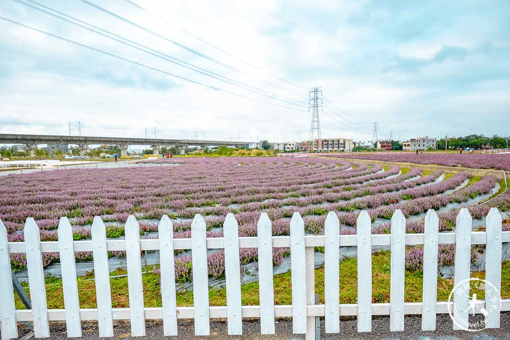 2020桃園仙草花節》楊梅仙草花海.開放時間日期.交通停車接駁車.賞花重點拍照介紹