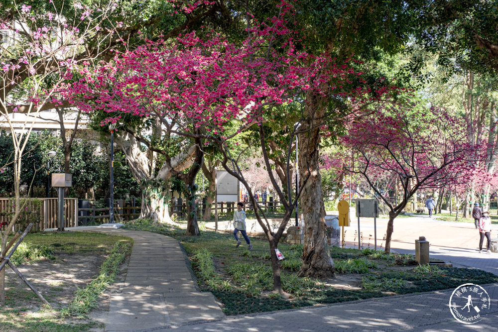桃園中壢景點|莒光環保公園 櫻花盛開時|八重櫻花況花期.交通停車介紹