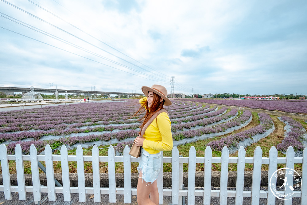 2020桃園仙草花節》楊梅仙草花海.開放時間日期.交通停車接駁車.賞花重點拍照介紹