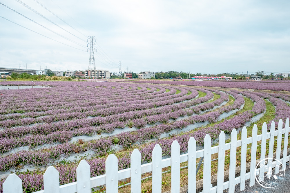 2020桃園仙草花節》楊梅仙草花海.開放時間日期.交通停車接駁車.賞花重點拍照介紹