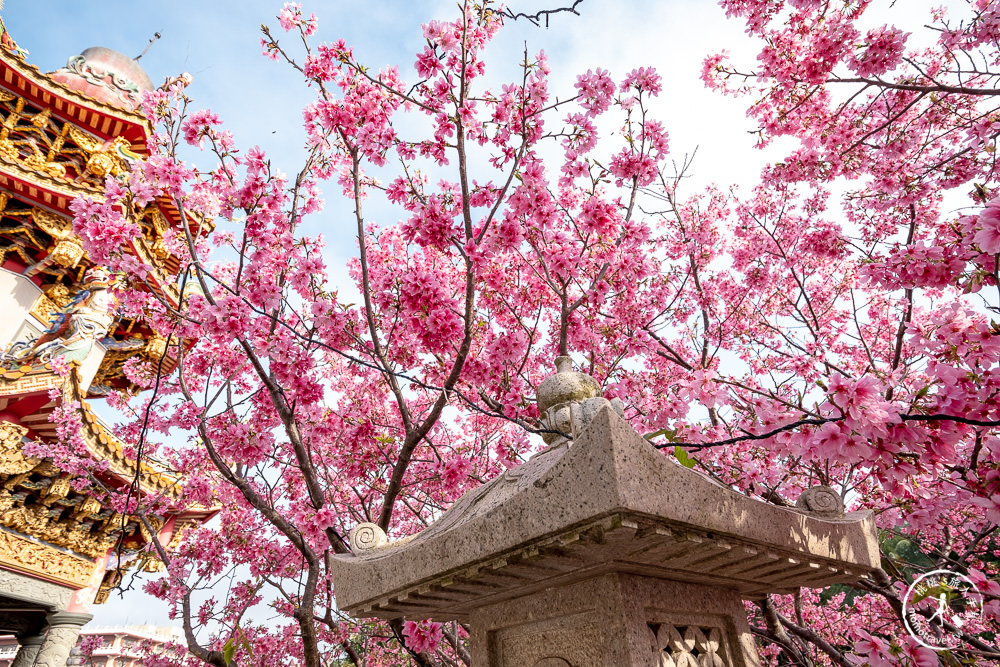 新北林口|竹林山觀音寺櫻花景點|在華麗廟宇建築與庭園中漫步賞櫻|很靈驗香火鼎盛