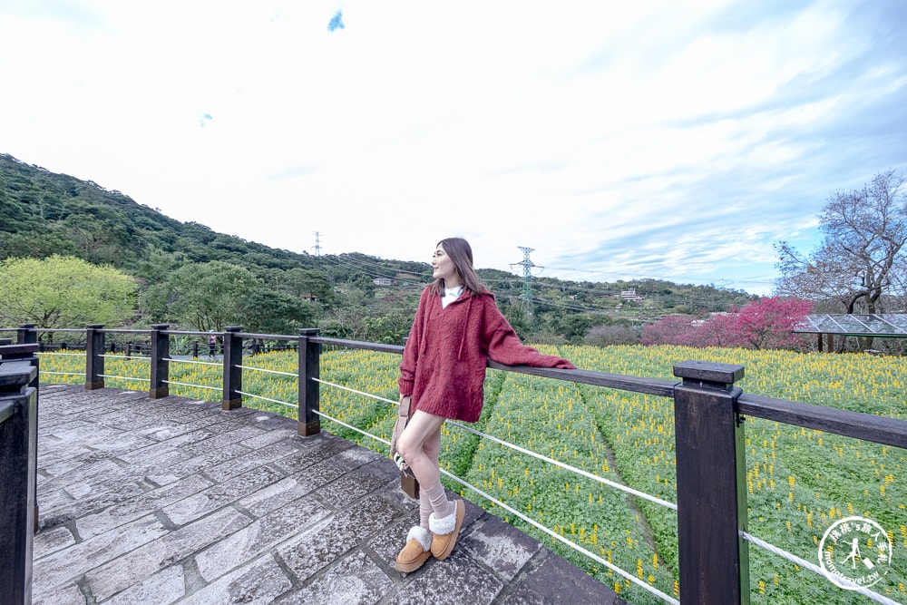 台北景點|貓空魯冰花海(免門票)樟樹步道藏金色花田+櫻花秘境