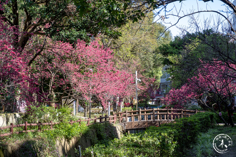桃園中壢景點|莒光環保公園 櫻花盛開時|八重櫻花況花期.交通停車介紹
