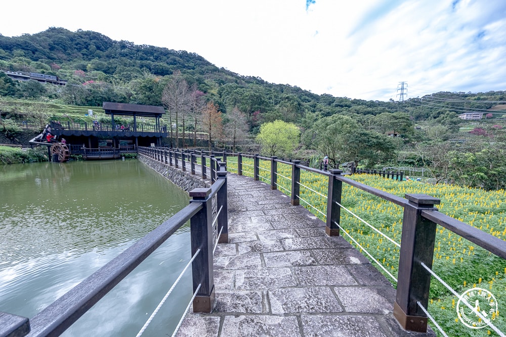 台北景點|貓空魯冰花海(免門票)樟樹步道藏金色花田+櫻花秘境