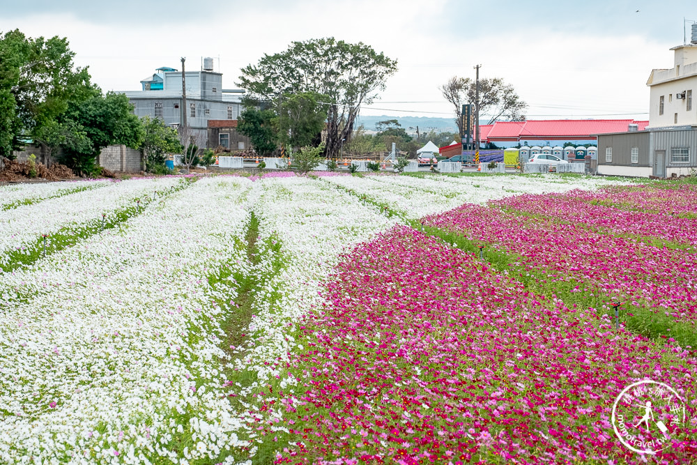 2020桃園仙草花節》楊梅仙草花海.開放時間日期.交通停車接駁車.賞花重點拍照介紹